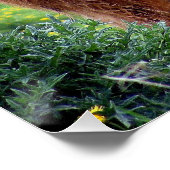 ハンサムなスコットランドのハイランド牛のフィールドのポスター ポスター (コーナー)