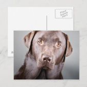 ハンサムなチョコレートラブラドール ポストカード (正面/裏面)