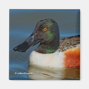 ハンサムなノーザンショベルのアヒルのクローズアップ マグネット