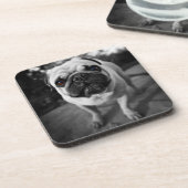 ハンサムなパグ コースター (左側)