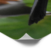 ハンサムなブラックバード ポスター (角)