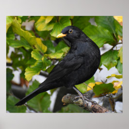 ハンサムなブラックバード ポスター