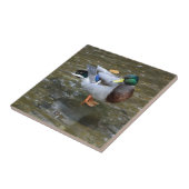 ハンサムなマガモのアヒル(男性)のセラミックタイル タイル (側面)