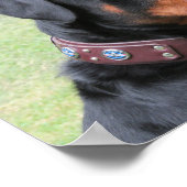 ハンサムなロットワイラー ポスター (角)