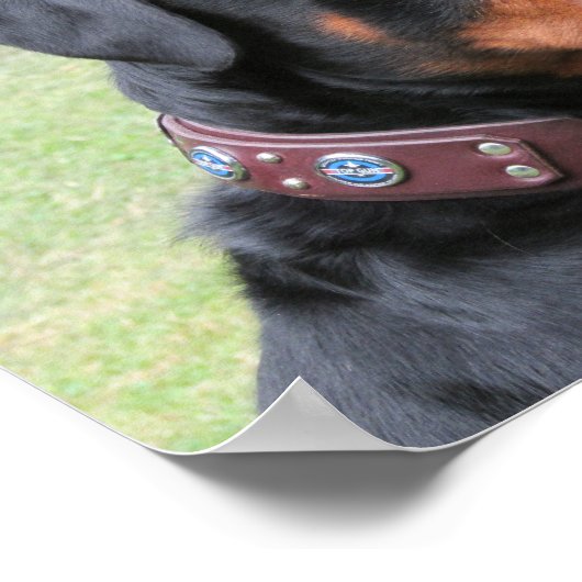 ハンサムなロットワイラー ポスター (角)