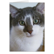 ハンサムな灰色および白い猫