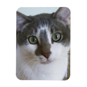 ハンサムな灰色および白い猫 マグネット