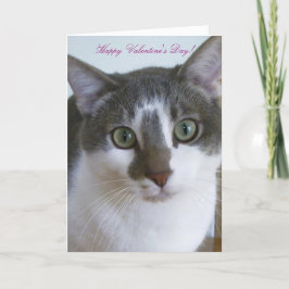 ハンサムな灰色および白人の猫バレンタインの日 シーズンカード