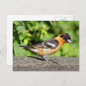 ハンサムな黒い頭のグロスベークソングバード ポストカード (正面/裏面)