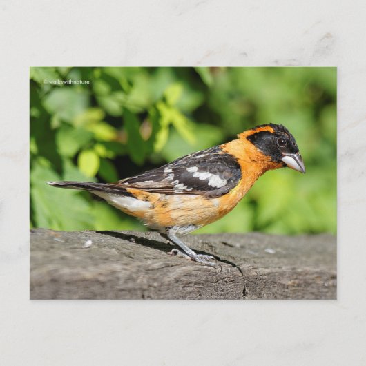 ハンサムな黒い頭のグロスベークソングバード ポストカード (正面)