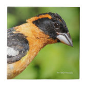 ハンサムな黒い頭のグローブクのクローズアップ タイル (正面)