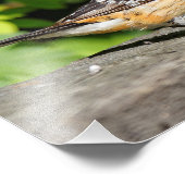 ハンサムな黒い頭のグローブクのクローズアップ フォトプリント            (角)