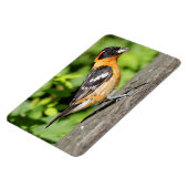 ハンサムな黒い頭のグローブクのクローズアップ マグネット (左側)