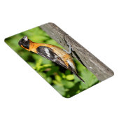 ハンサムな黒い頭のグローブクのクローズアップ マグネット (右側)