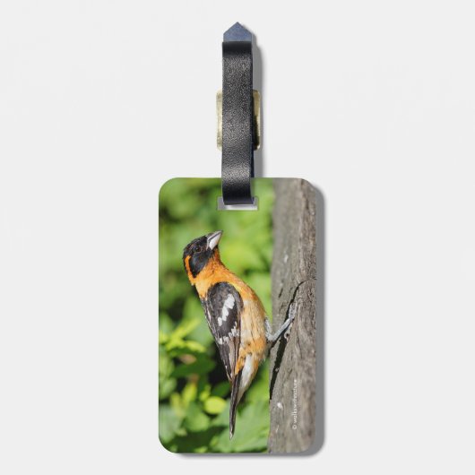 ハンサムな黒い頭のグローブクのクローズアップ ラゲッジタグ