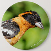 ハンサムな黒い頭のグローブクのクローズアップ 缶バッジ (正面)