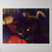 ハンサムな黒猫ポスター