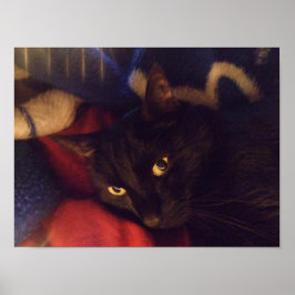 ハンサムな黒猫ポスター ポスター