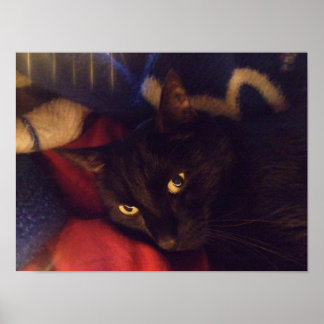 ハンサムな黒猫ポスター ポスター
