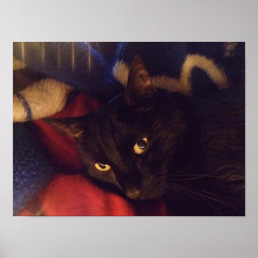 ハンサムな黒猫ポスター ポスター (正面)