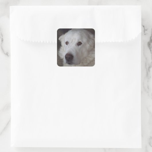 ハンサム素晴らしピレネー犬 スクエアシール (バッグ)