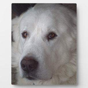 ハンサム素晴らしピレネー犬 フォトプラーク