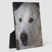 ハンサム素晴らしピレネー犬 フォトプラーク (側面)