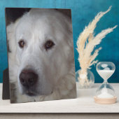 ハンサム素晴らしピレネー犬 フォトプラーク (側面)