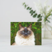 ハンサム・オスカー ポストカード (スタンド正面)