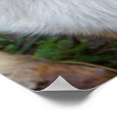 ハンサム・コルギ ポスター (角)