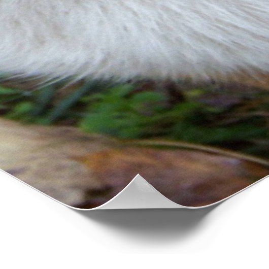 ハンサム・コルギ ポスター (角)