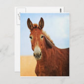 ハンサム・ジャッカス ポストカード (正面/裏面)