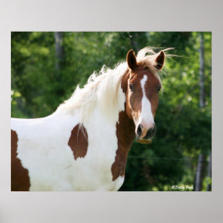 ハンサム・ソニー ポスター