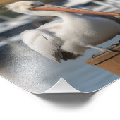 ハンサム・ペリカン フォトプリント            (角)