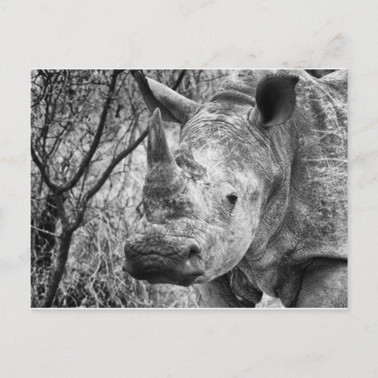 ハンサム ポストカード (正面)