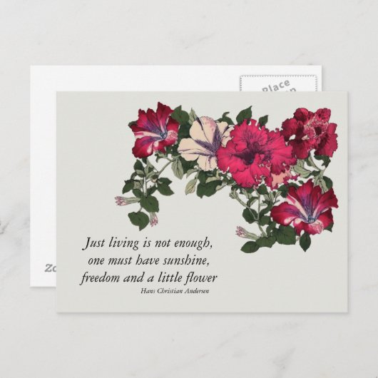 ハンズC Andersenの引用文のピンクのペチュニア ポストカード (正面/裏面)