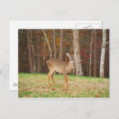 ハンターの夢の鹿 ポストカード (正面/裏面)