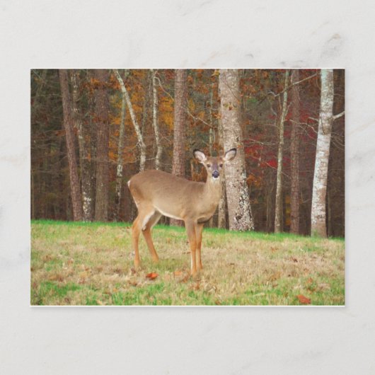 ハンターの夢の鹿 ポストカード (正面)