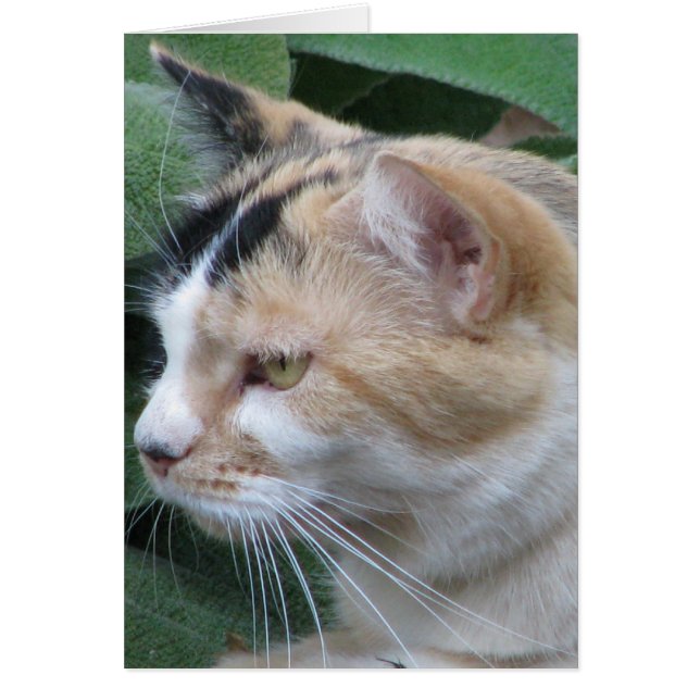 ハンター (正面)