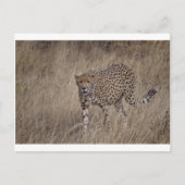 ハンター ポストカード (正面)