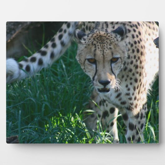 ハント中のチーター フォトプラーク (正面)