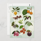 ハンドオ色彩の鮮やかクチックフィリピンの熱帯果実 ポストカード (正面/裏面)