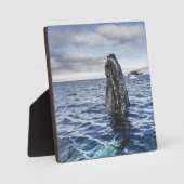 ハンバックホエールスパイホップ | Hope Bay、南極 フォトプラーク (正面)