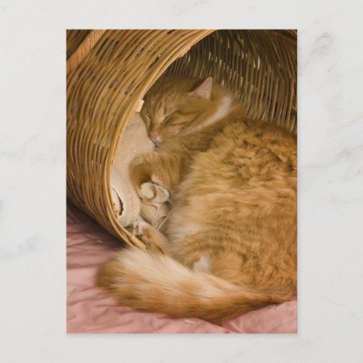 ハンパーで眠るオレンジタビー ポストカード (正面)