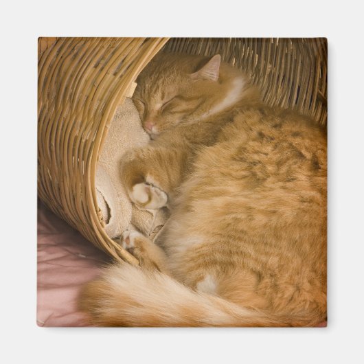 ハンパーで眠るオレンジタビー マグネット (正面)