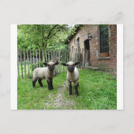 ハンプシャーダウンランプ葉書 ポストカード (正面)