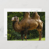 ハンプドキャメルポストカード2枚 ポストカード (正面/裏面)