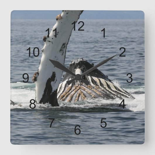 ハンプバッククジラ スクエア壁時計 (正面)