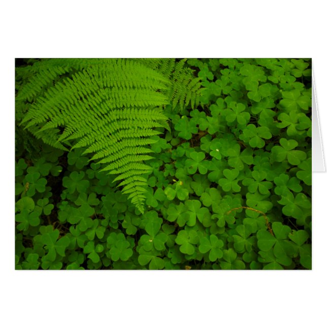 ハンボルトレッドウッズ州パーク (正面横)