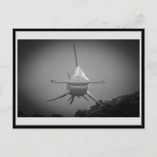 ハンマーヘッドシャークBW 001カルテポストエールハンマーヘッド ポストカード (正面)